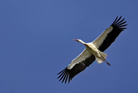 Segelnder Storch vor blauem Himmel